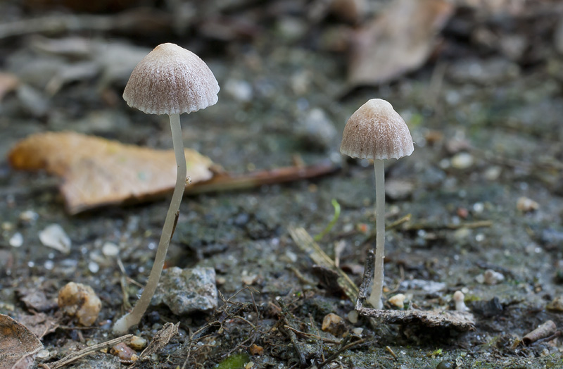 Psathyrella potteri